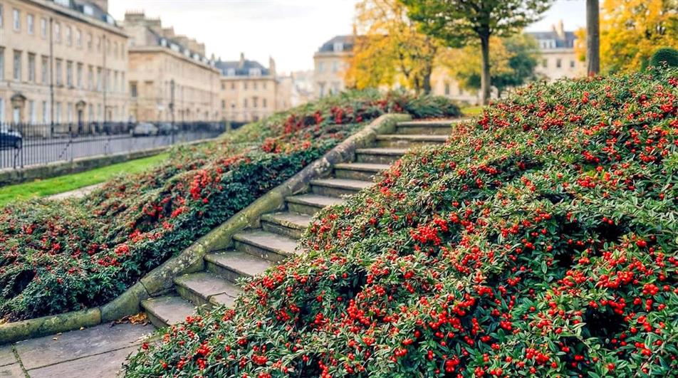 Cotoneaster URBAFLORA ‘Urban Carpet’